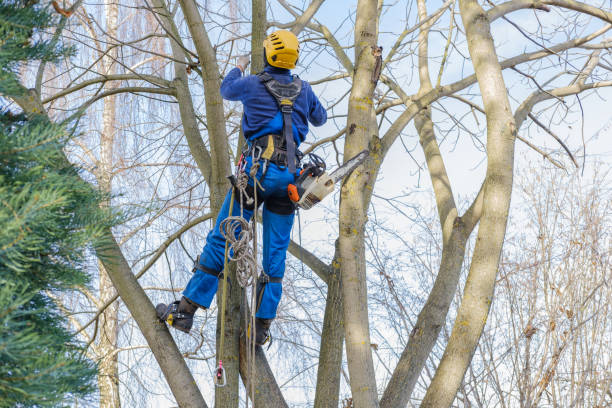 How Our Tree Care Process Works  in  Nazareth College, NY