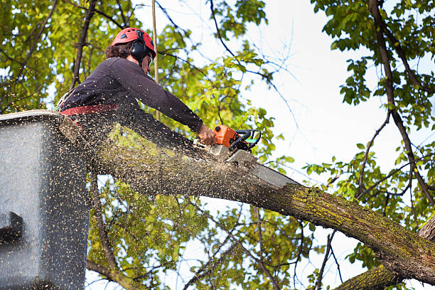 Best Commercial Tree Services  in Nazareth College, NY